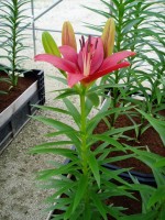 [1663 Caravita No02.JPG]